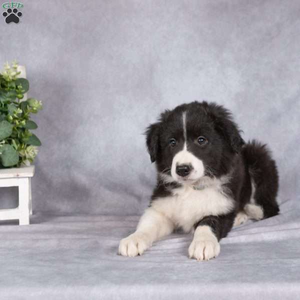 Bentley, Border Collie Puppy